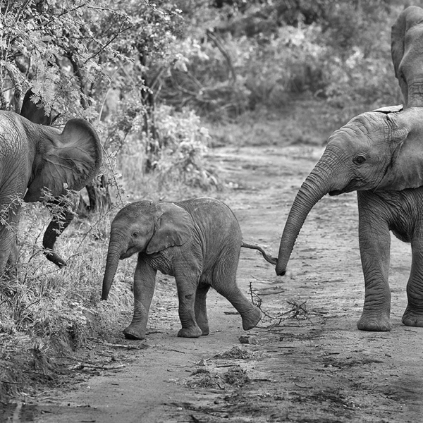 elpehants on safari