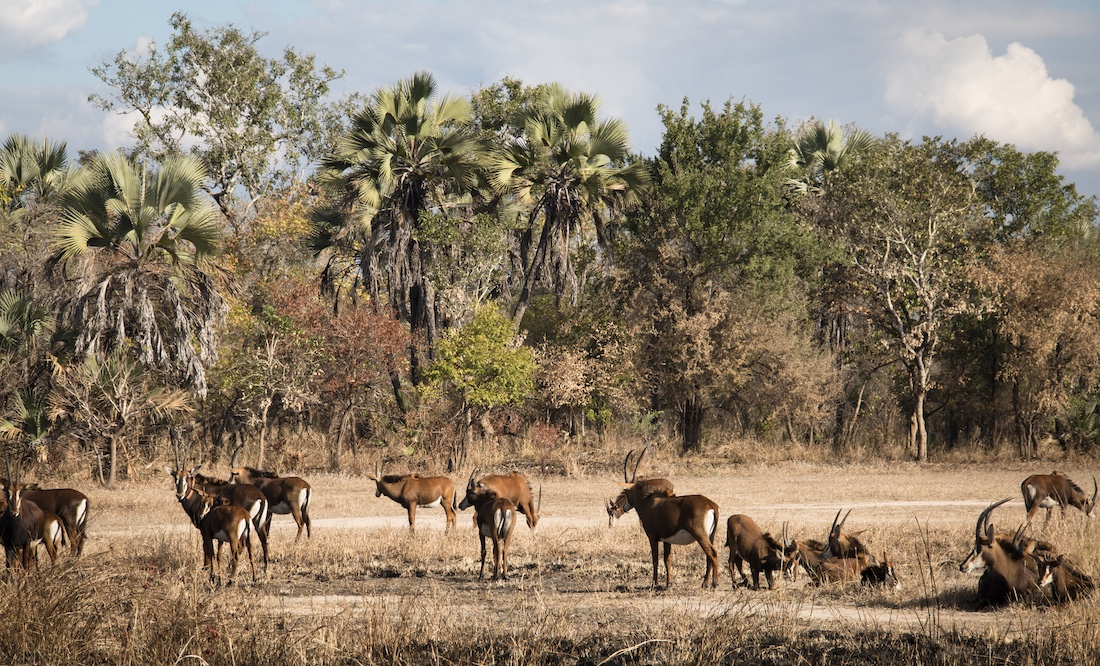 Gorongosa national park