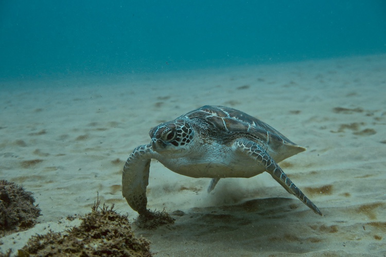 turtle, Mozambique turtle, Mozambique