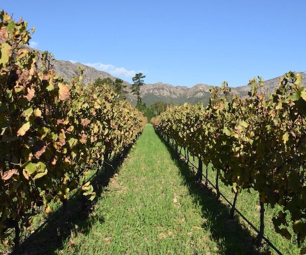 Vineyard, Cape Town